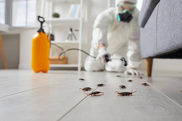 Commercial Rodent Management in Coalville